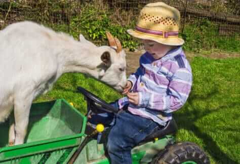 Local Anchor Home Page 45 kid friendly farms