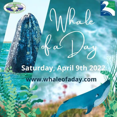 Whale of a Day 7 107952 image 275116015 323747703126630 7883600108722914618 n