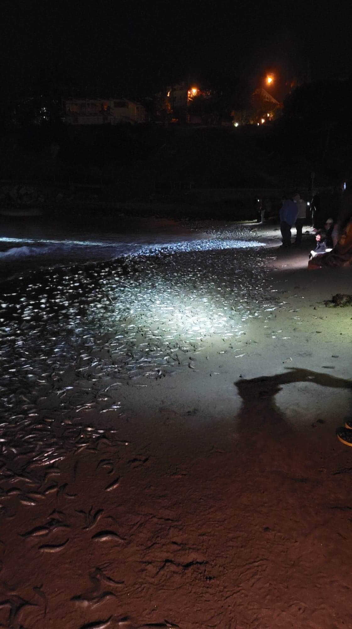 Meet the Grunion! 7 112649 image 281729622 10159890659891505 8401836202944938254 n