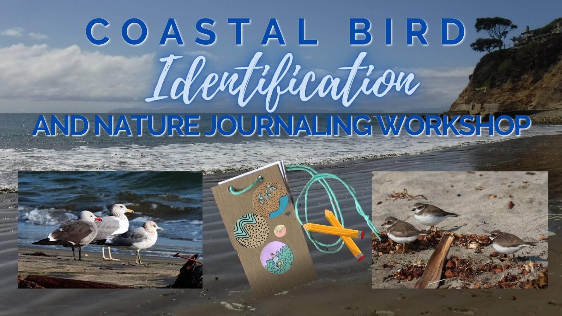 Coastal Bird Identification and Nature Journaling Workshop 7 115080 image 288797425 10159949294441505 869603869294613817 n