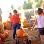 Best Pumpkin Patches in Los Angeles and Orange County