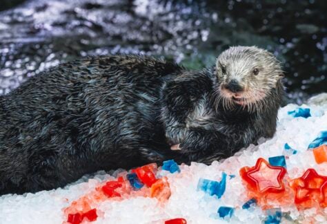 July 4th BBQ at Aquarium of the Pacific