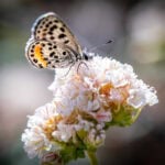 el segundo blue butterfly