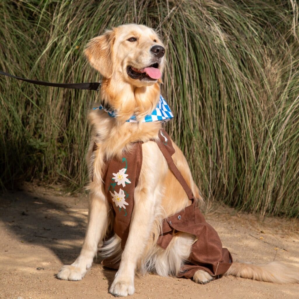Dogtoberfest