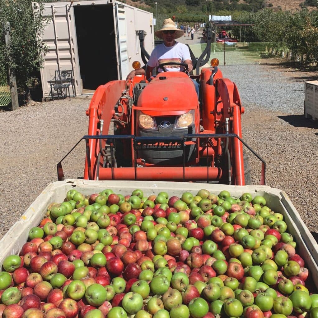 apple picking