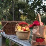 10 Apple Picking Locations Near the South Bay to Visit This Fall  