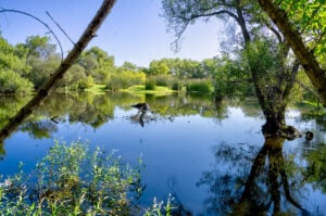 Madrona Marsh