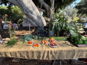 Valmonte Farm & Garden: Where Minds and Community Blossom in Palos Verdes
