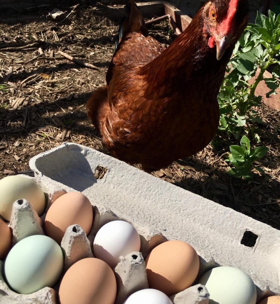 Valmonte Farm & Garden: Where Minds and Community Blossom in Palos Verdes