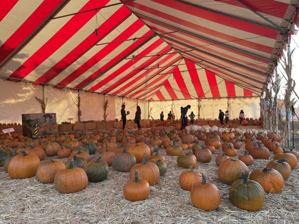 Best Pumpkin Patches in South Bay, Los Angeles and Orange County 3 South Bay Pumpkin Patches