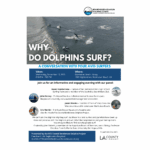why do dolphins surf delete later 4 x 4 in 4 x 4 in