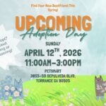 Cat Adoption Day 74 Cat Adoption