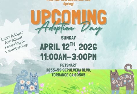 Cat Adoption Day 86 Cat Adoption