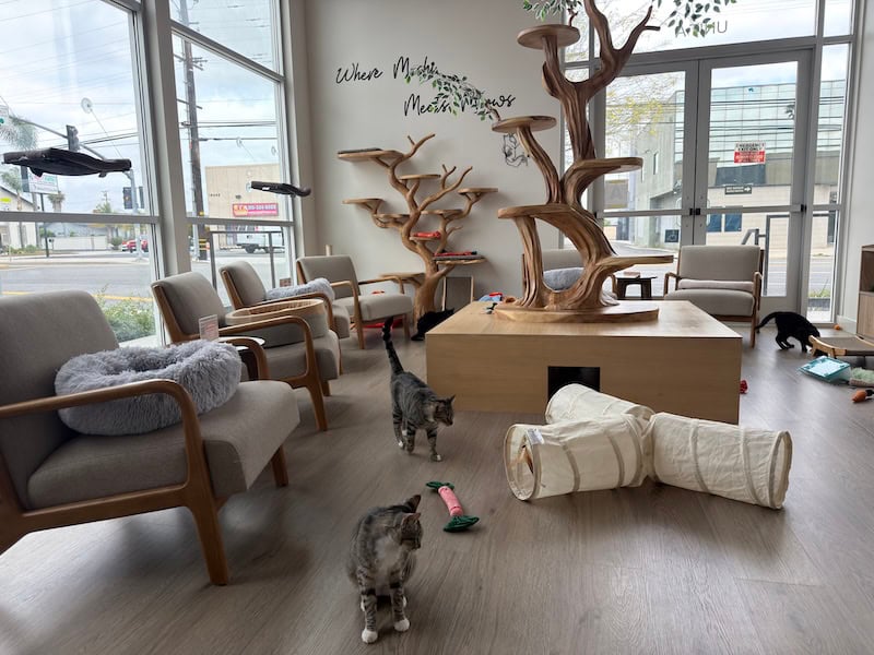 Mochi Kittos: The Gardena Born Cat Lounge Helping South Bay Cats Find Forever Homes 3 Mochi Kittos: The Gardena Born Cat Lounge Helping South Bay Cats Find Forever Homes