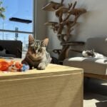 Mochi Kittos: The Gardena Born Cat Lounge Helping South Bay Cats Find Forever Homes
