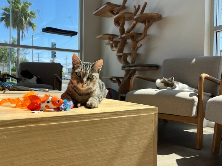 Mochi Kittos: The Gardena Born Cat Lounge Helping South Bay Cats Find Forever Homes