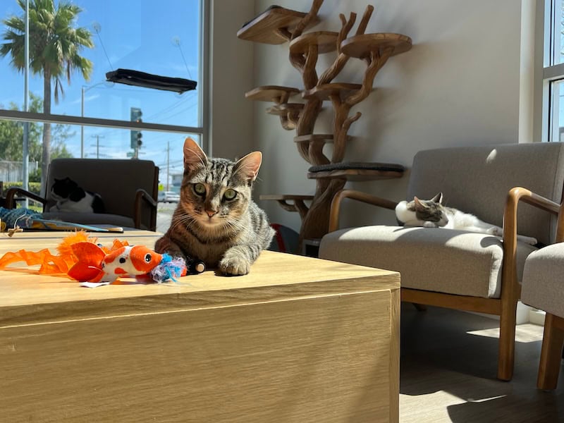 Mochi Kittos: The Gardena Born Cat Lounge Helping South Bay Cats Find Forever Homes 5 Mochi Kittos 4