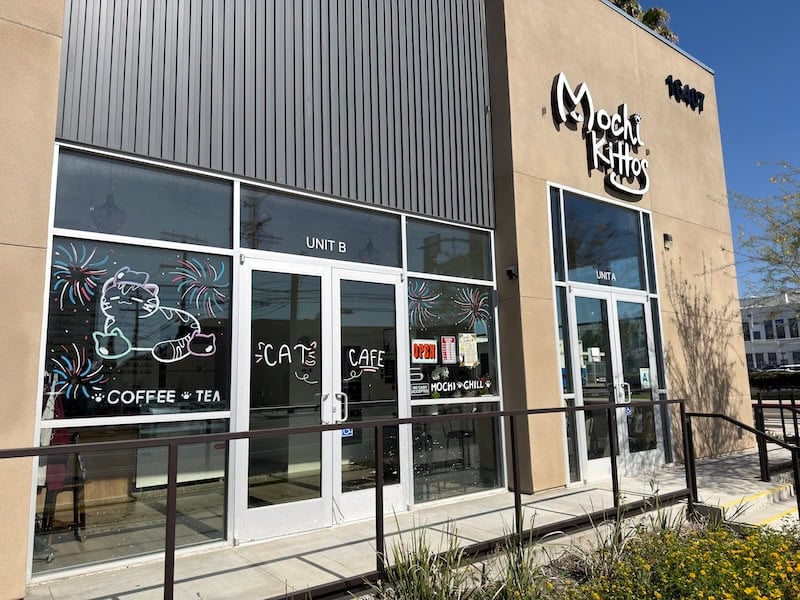 Mochi Kittos: The Gardena Born Cat Lounge Helping South Bay Cats Find Forever Homes 2 Mochi KittosJPG